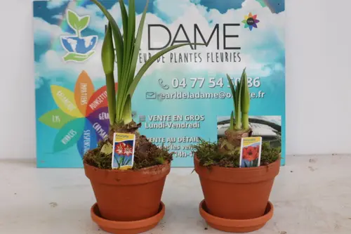 Bulbe d’Amaryllis 2 branches. Le pot en terre cuite de Ø 15 cm x H 25 cm