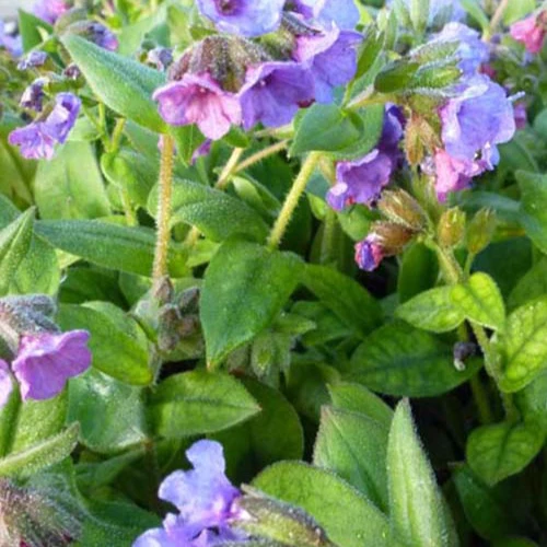 Pulmonaire Azurea Pulmonaria angustifolia azurea