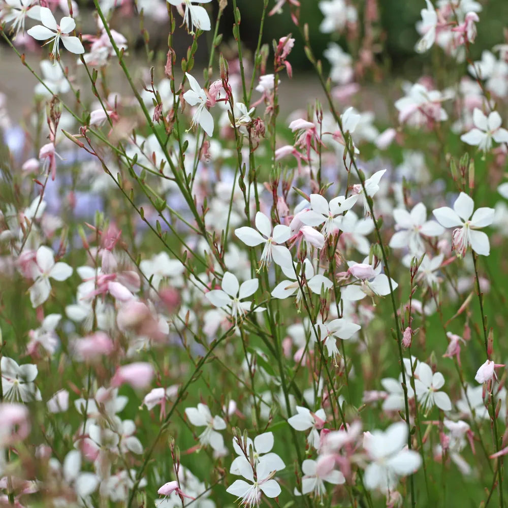 Gaura Summer Breeze Gaura lindheimeri Summer Breeze