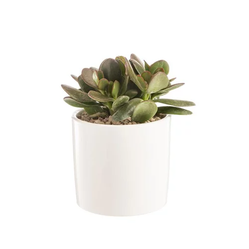 Crassula argentea en pot blanc émaillé H 10 x Ø 15 cm