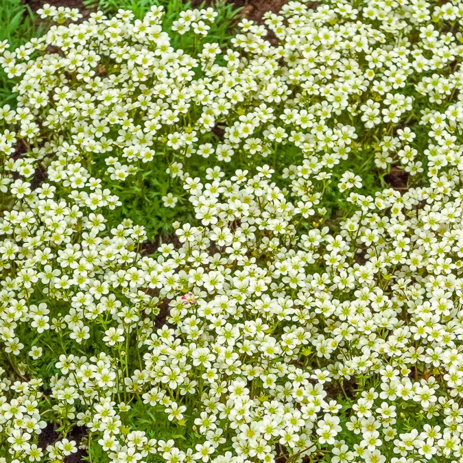 Saxifrage mousse Pixie White Saxifraga arendsii White Pixie
