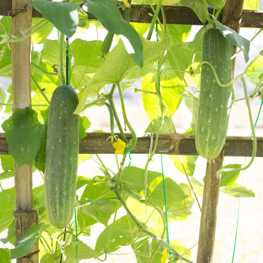 Concombre 'Johanna' Cucumis sativus 'johanna'