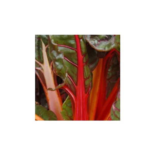 Poiree A Cardes De Couleur Bio. Le pot de 10,5 cm