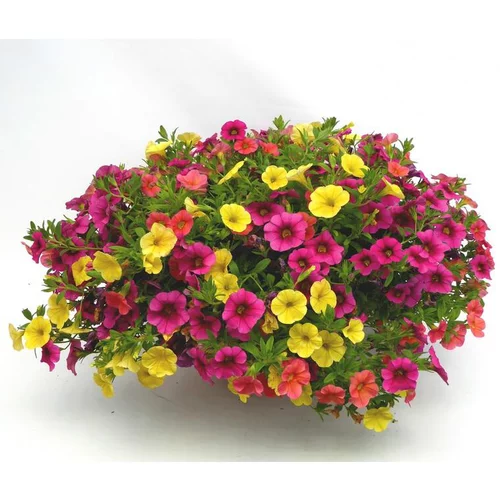 Calibrachoa ou mini Pétunia à fleurs multicolores - La coupe Ø 35 cm