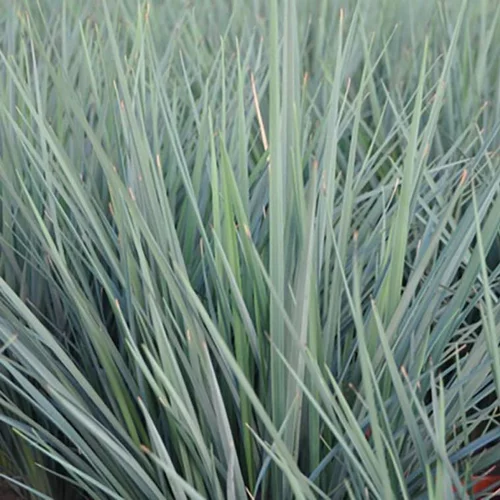 Dianella Tasmanica Coolvista. Le pot de 4 litres