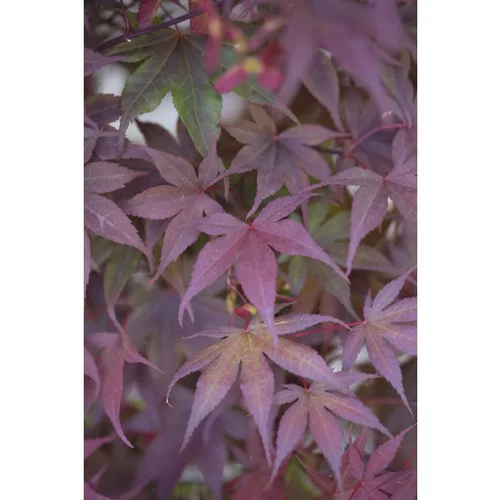 Erable du Japon (ACER PALMATUM BLOODGOOD ) Le pot de 3 litres