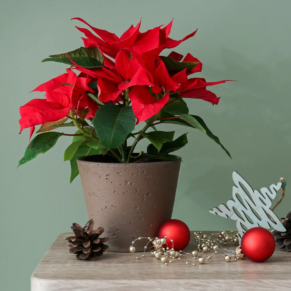 Poinsettia Rouge Euphorbia pulcherrima red
