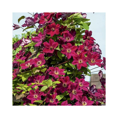 Clematis john howells zojohnhowells coloris rouge. Le pot de 3 litres