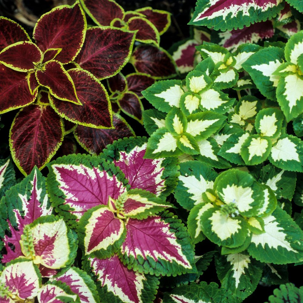 Coleus Wizard Coleus Wizard
