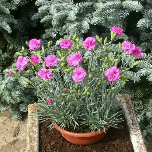 Dianthus Sensation Tickled Pink - Le pot de 4 litres