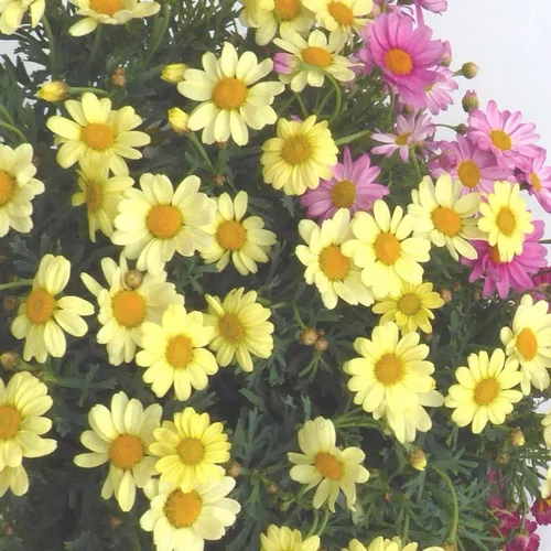 Anthemis Buisson Pocker Trio Couleur. Le pot de 30 cm