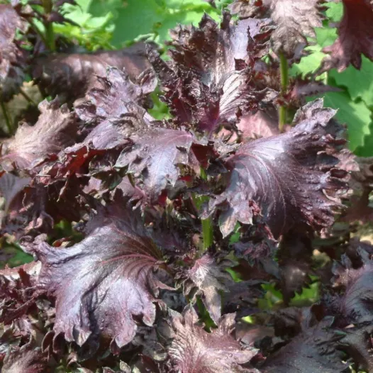 Bio zaden van Perilla purper