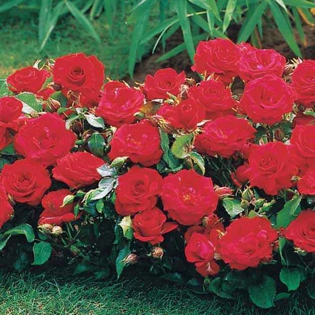 3 Mini-rosiers Randilla rouge Rosa randilla