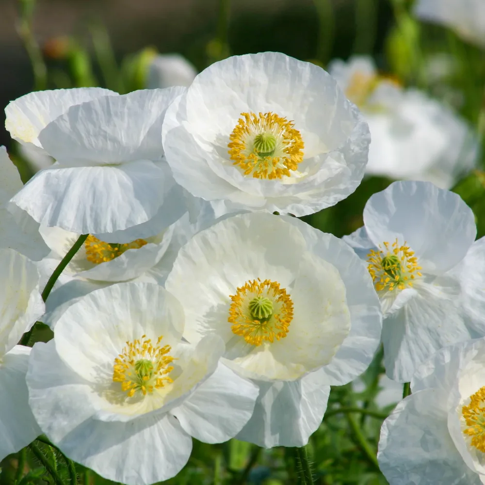 Coquelicot Bridal Silk Papaver rhoeas 'Bridal Silk'