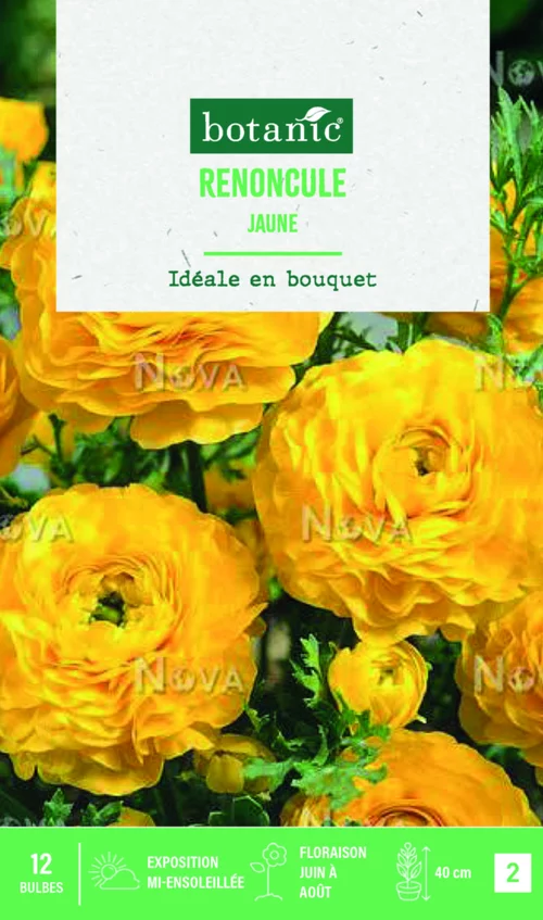 Bulbes de fleurs Renoncule asiatique jaune botanic® – 12 bulbes