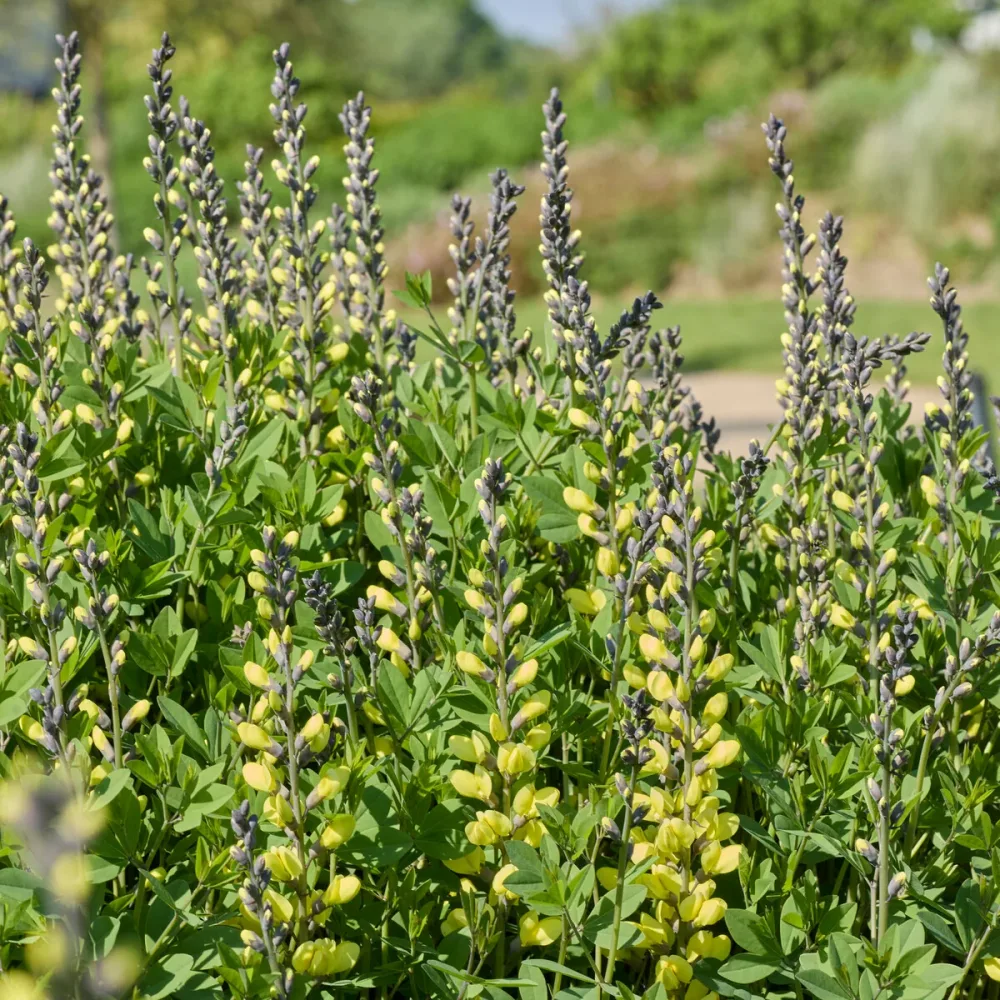 Lupin indigo Vanilla Cream Baptisia vanilla cream