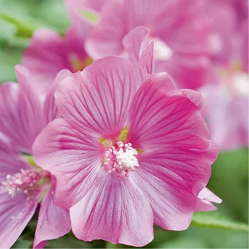 Lavatera varie en pot de 3 litres