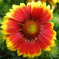 Gaillarde vivace - Le pot de 1 litre