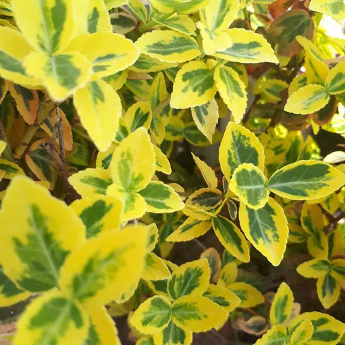 Fusain Euonymus couvre-sol vert. Le pot de 2 litres