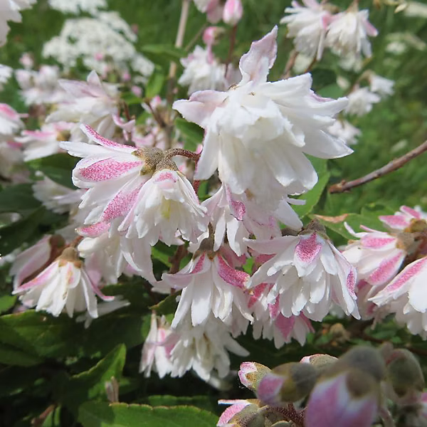 2 x Deutzie rude – Deutzia scabra 'Codsall Pink' | 40 | 60 cm pot