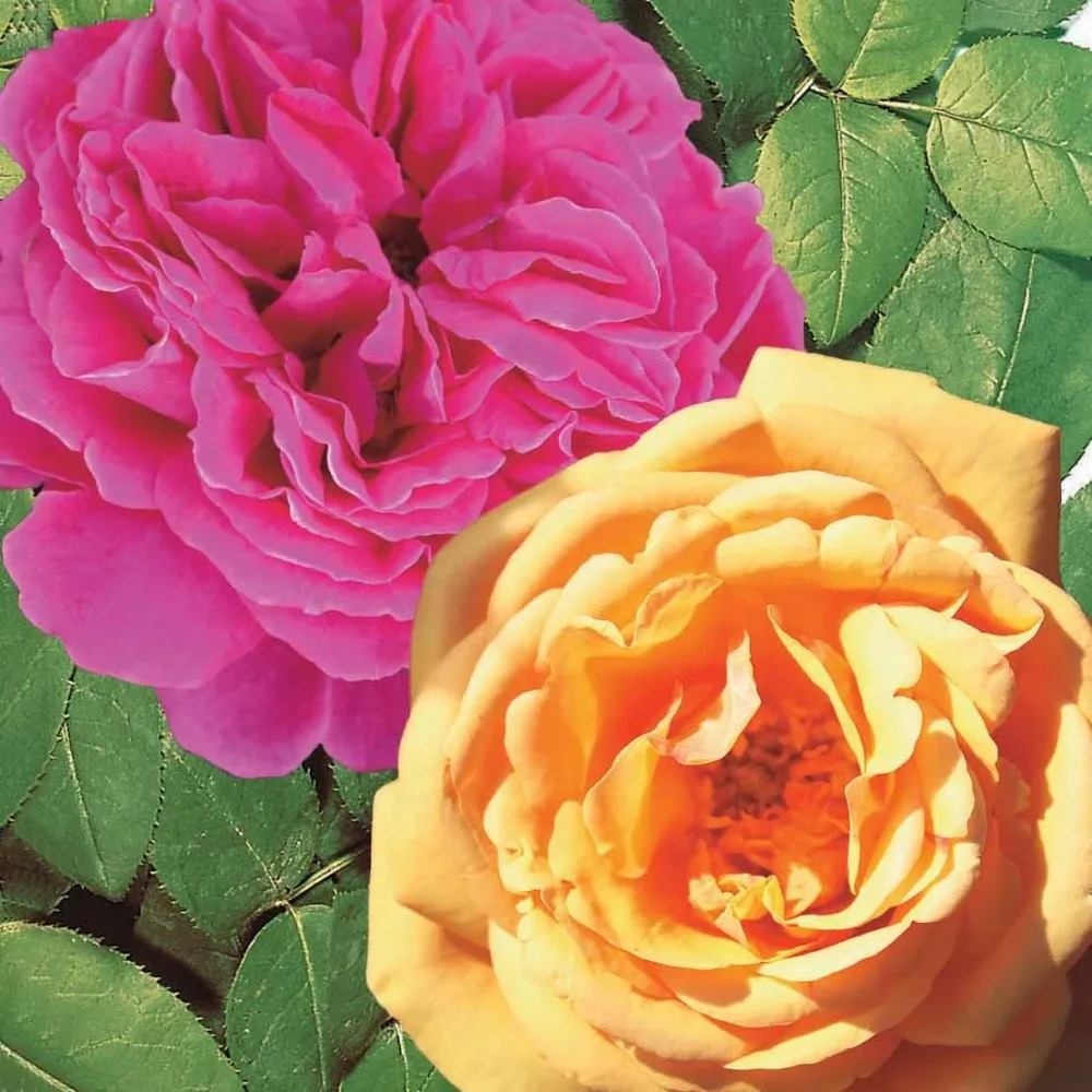 Coll. 2 rosiers Anglais parfumés Charlie Ausgreen, Fish Ausgreen ® Rosa charlie ausgreen ® (ausfather), fish ausgreen ® (auslo)