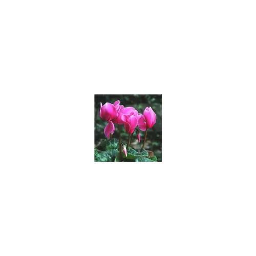 Cyclamen à grandes fleurs - La jardinière de 50 cm