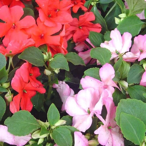 Impatiens ou Impatience à fleurs multicolores - La suspension Ø 27 cm
