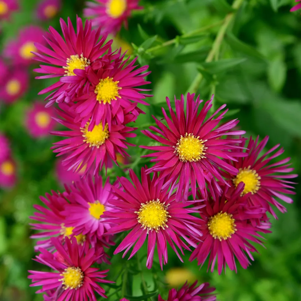Aster grands d'automne Crimson Brocade Aster novi-belgii crimson brocade