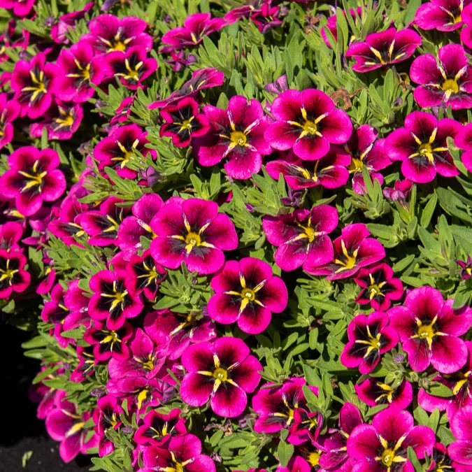 3 Mini-pétunias good night kiss Calibrachoa cabaret® 'good night kiss'