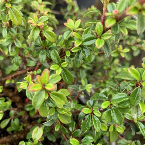 Cotonéaster Horizontalis vert. Le pot de 3 litres