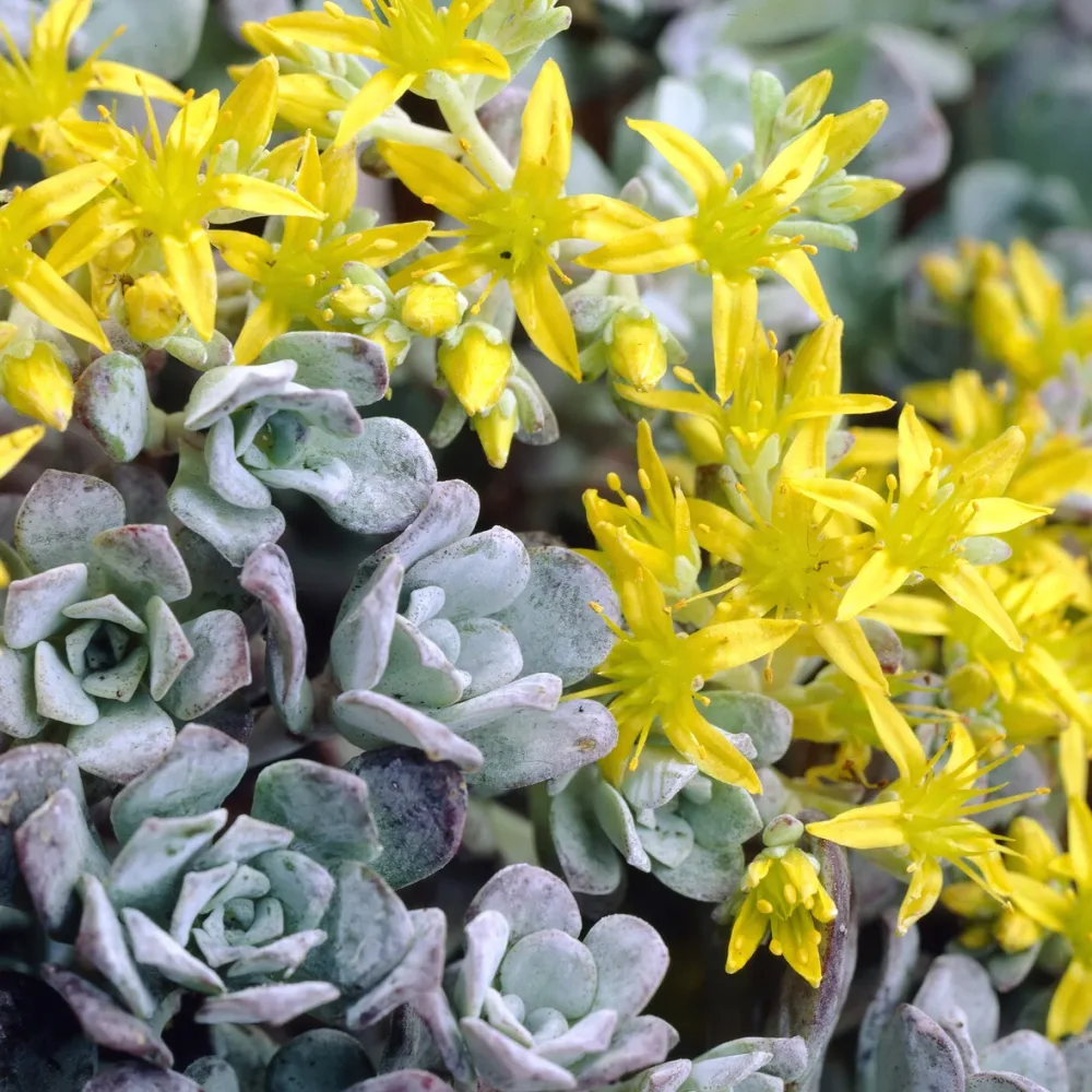 Sedum spatulé Purpureum Sedum spathulifolium Purpureum