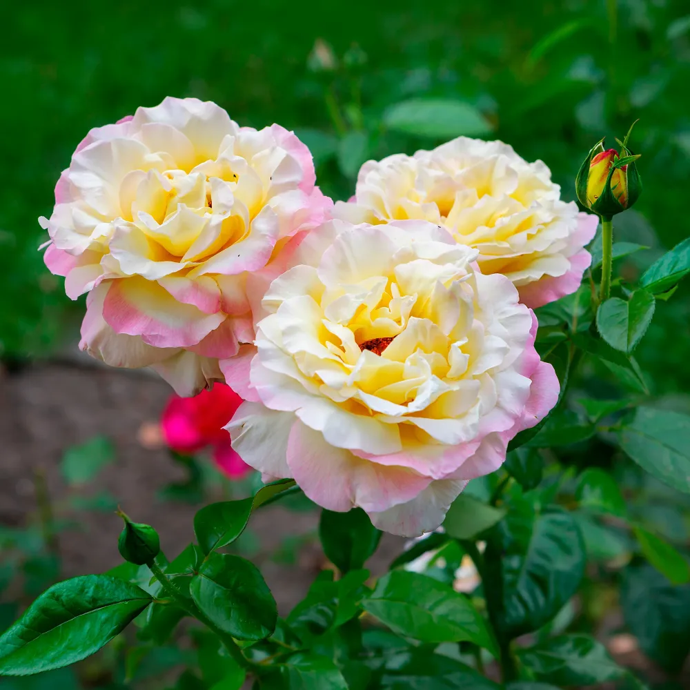 Rosier Mme A. Meilland Rosa mme a. meilland