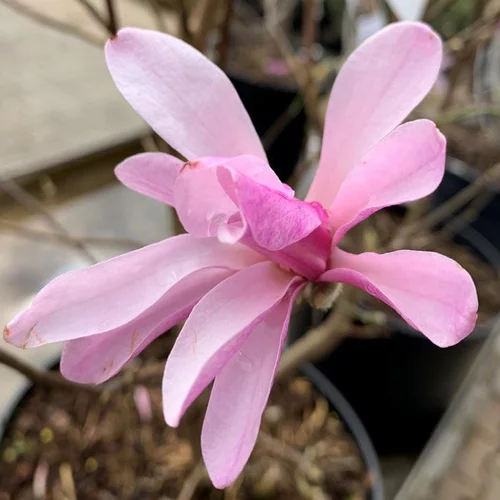 Magnolia Loebneri Leonard Messel rose. Le pot de 7,5 litres