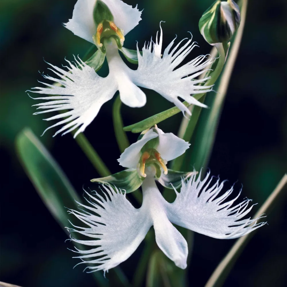 2 Orchidées Colombe Habenaria radiata