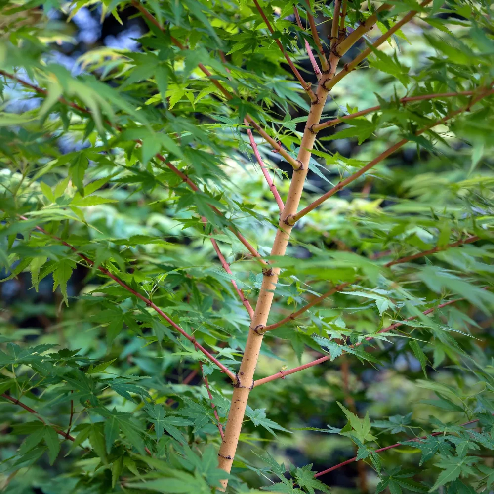Erable du japon Bi hoo Acer palmatum Bi Hoo
