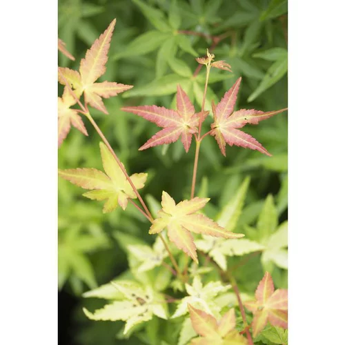 Erable du Japon (ACER PALMATUM UENO YAMA ) Le pot de 3 litres