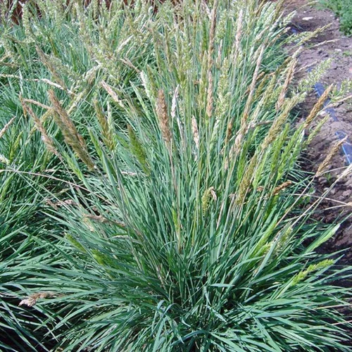 Koeleria Glauca bleue botanic®. Le pot de 1 litre