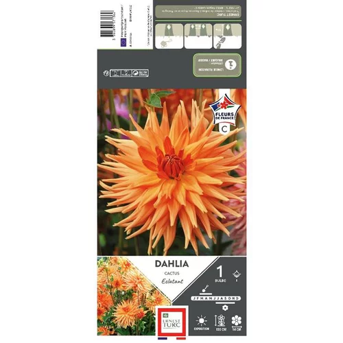 Dahlia cactus Éclatant orange Ernest Turc - 1 bulbe