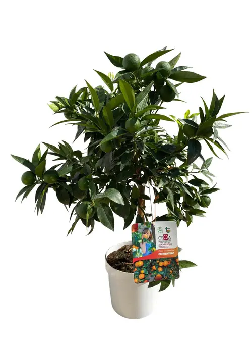 Clémentinier coloris orange - 5 L
