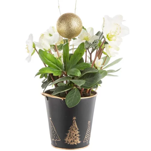 Composition de Noël hellebore multicolore pot en zinc noir et or