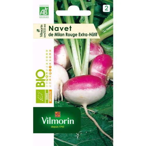 Navet de Milan Extra-Hâtif Vilmorin - graines à semer