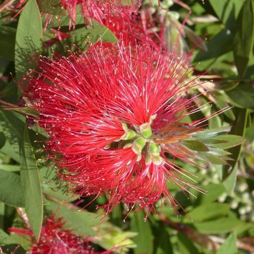 Rince bouteille (Callistemon Laevis). Le pot de 14 litres