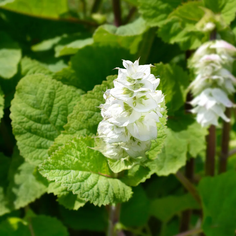Sauge sclarée Vatican White Salvia sclarea vatican white