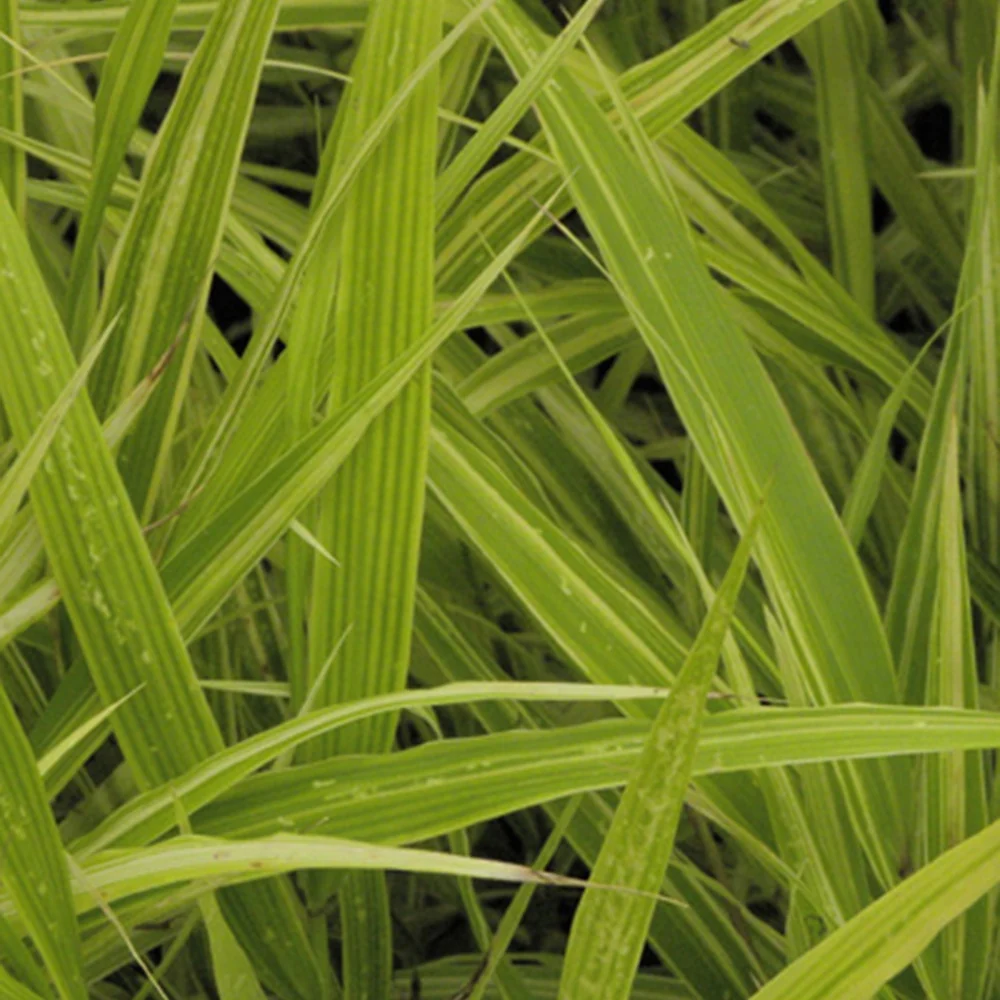 Herbe du Japon Albovariegata Hakonechloa macra albovariegata