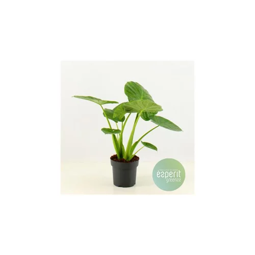Oreilles d'éléphant ou Alocasia Calidora 80 cm. Le pot de 21 cm