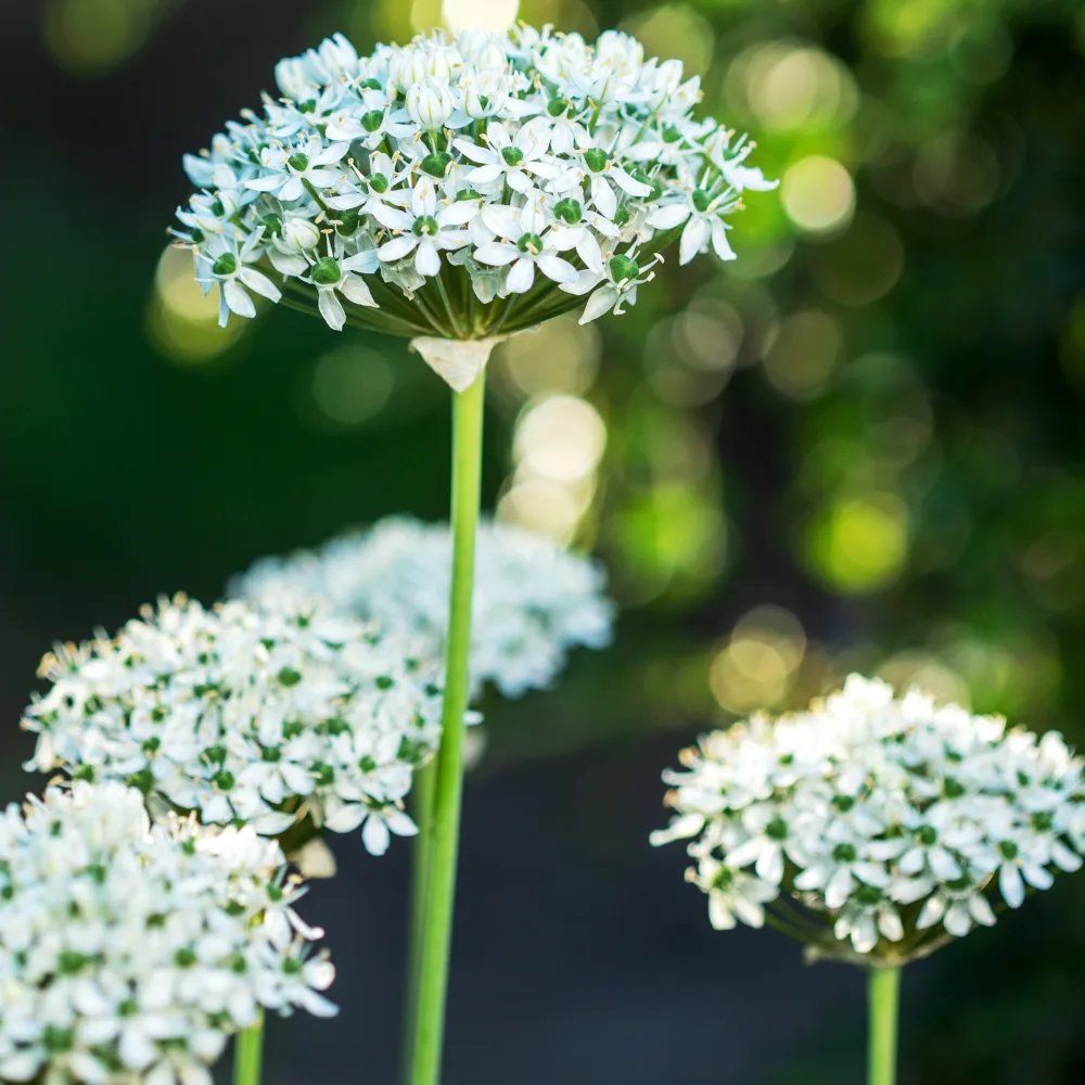 10 Alliums Nigrum Allium nigrum