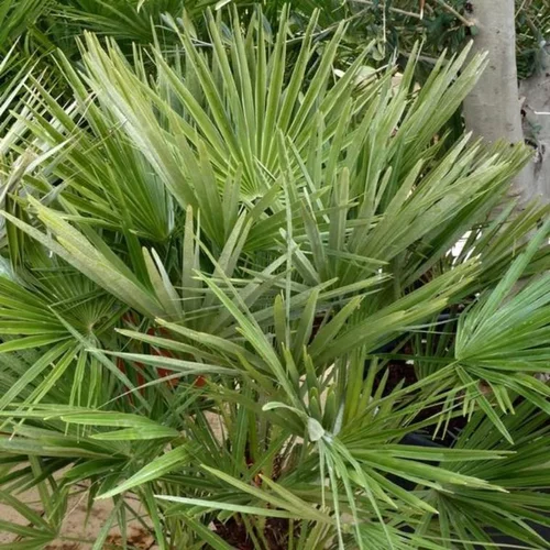 Chamaerops Humilis ou Palmier nain en pot de 60 L