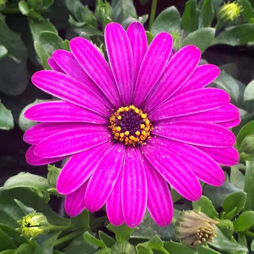 Osteospermum ou Dimorphoteca - Le pot déco de 10 litres
