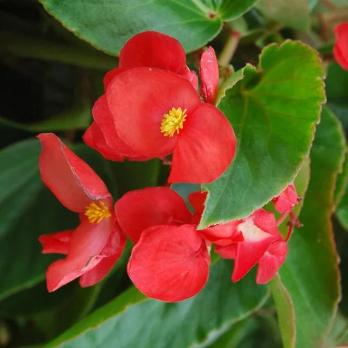 Bégonia Dragon Wing coloris rouge. Le pack de 4 plants