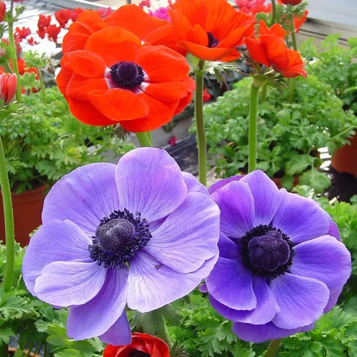 Anemone De Caen. Le pot de 13 cm